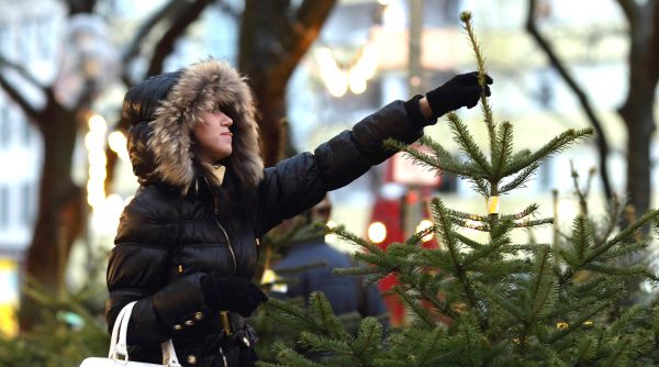 BERLIN, GERMANY - DECEMBER 11:  A shopper is searching for a Christmas tree on December 11, 2010 in Berlin, Germany. According to the German timber industry association, Germans are expected to purchase about 29 million Christmas trees this season. Christmas is the most important holiday in Central Europe and many retailers depend on it for as much as half of their annual sales.  (Photo by Andreas Rentz/Getty Images)