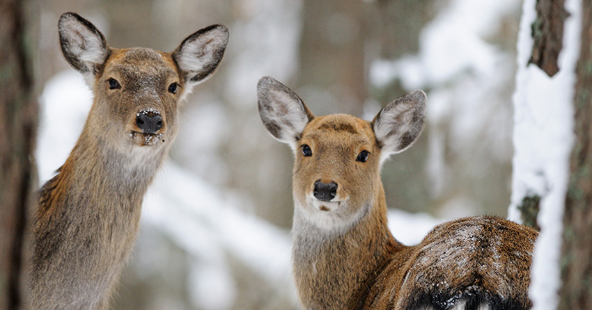 Sika deer/n
Orlovskoye Polesye National ParkOrlovskoye Polesye National Park; Cervus nippon; sika deer; snow; winter; Orlob oblast; forest