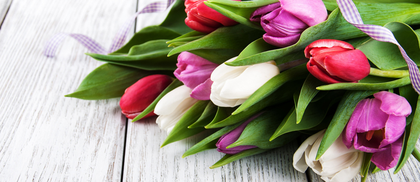 tsvety-buket-colorful-tiulpany-pink-flowers-tulips-spring--4